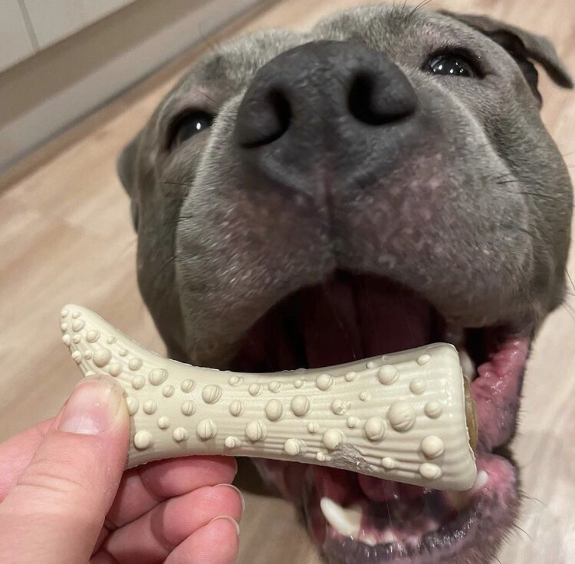 Happy Staffy with antler in mouth
