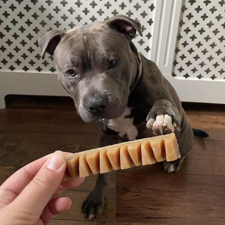 Blue staffy with Break a bar